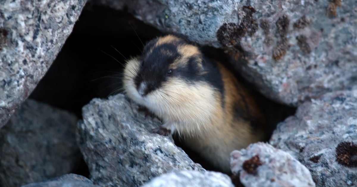 Indian APT 'Sloppy Lemming' Targets Defense, Critical Infrastructure